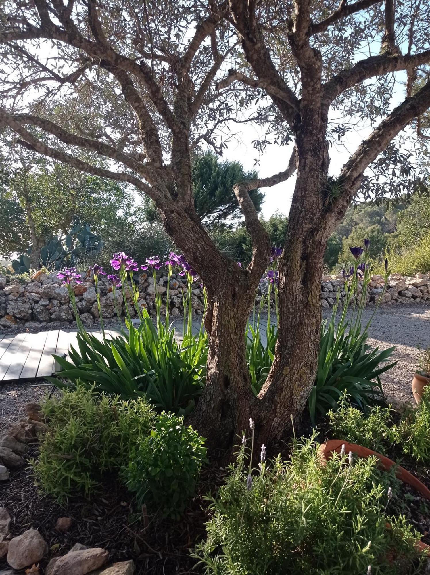 Sa Vinya Casa De Campo Es Cubells Buitenkant foto